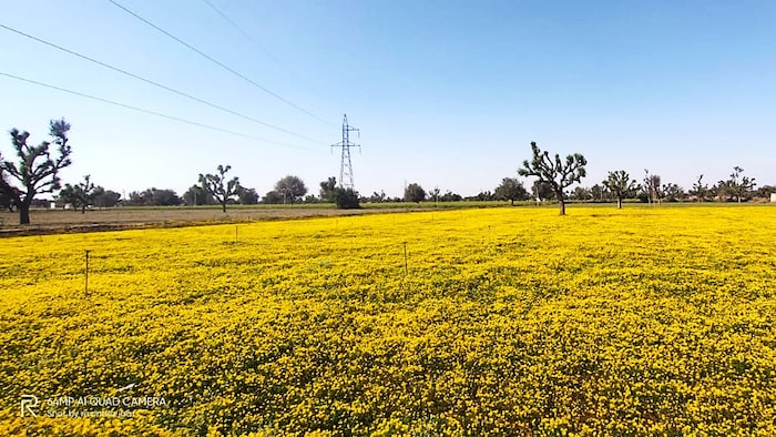 नागौरी पान मेथी को मिली पहचान.