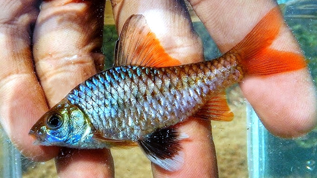 Change in Fish Size: इसलिए समुद्री मछलियों का घट रहा वजन, छोटी हाईट के साथ हो रहीं मैच्योर 