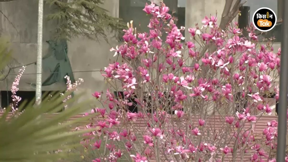 कश्मीर में मौसम का अजीब बदलाव