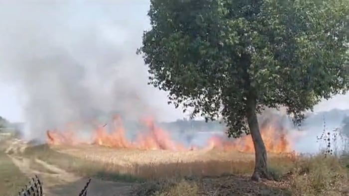 गेहूं की फसल राख