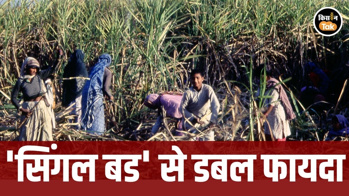 sugarcane single bud farming