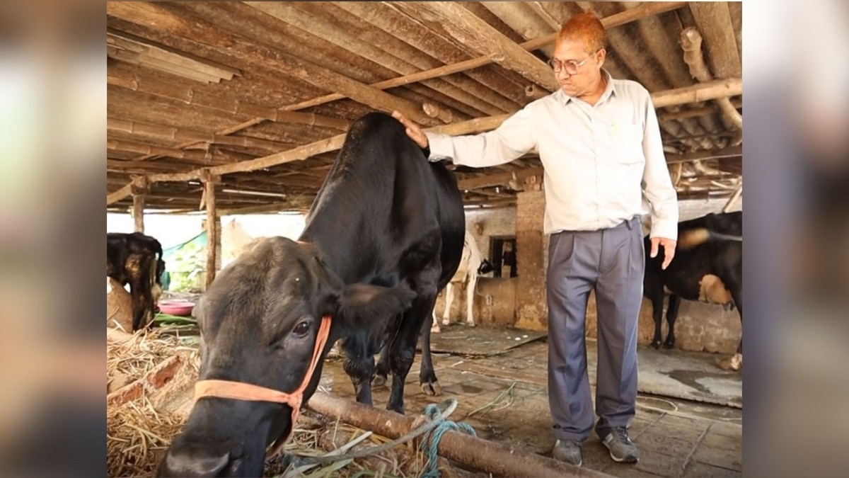 Artificial Insemination Gujarat Expert Deepak
