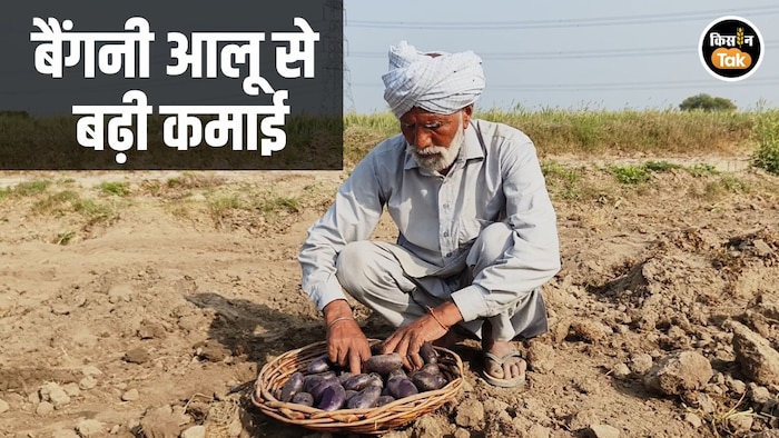 Purple Potato Farming