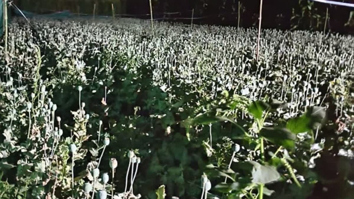 Illegal Opium Farming Case