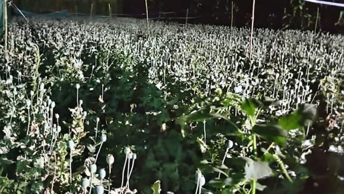 Illegal Opium Farming Case