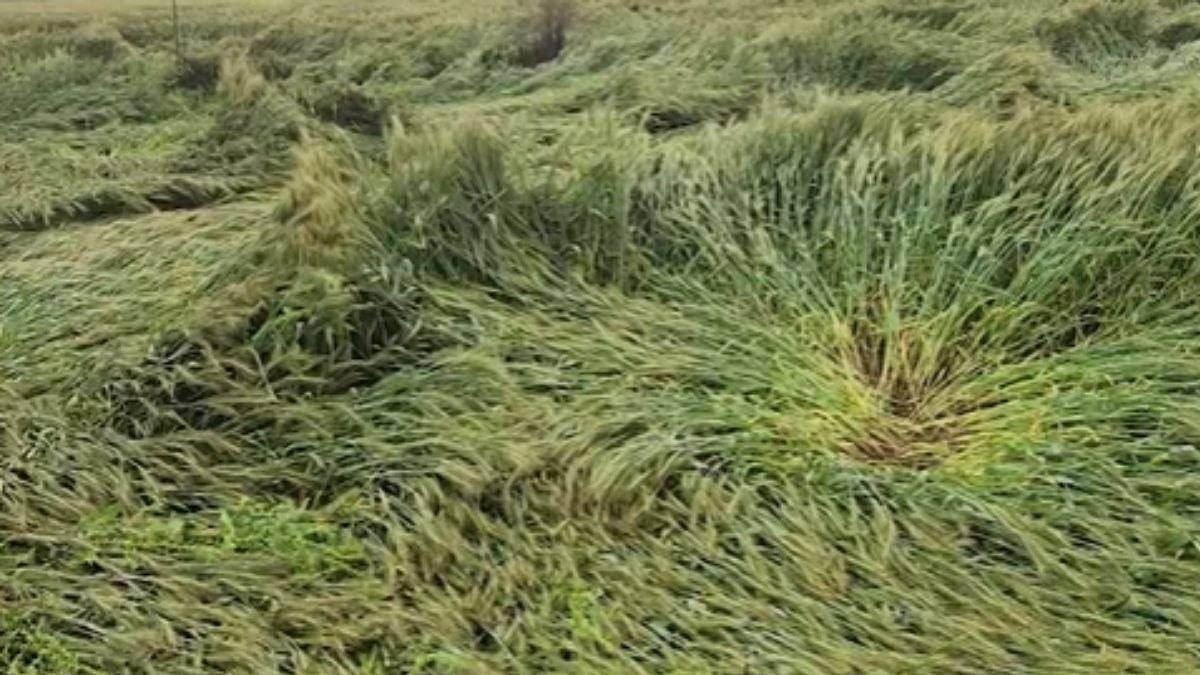 गेहूं की फसल प्रभावित