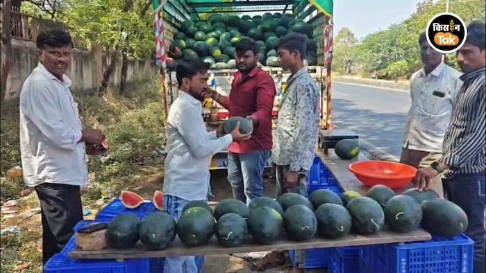 जालना के तरबूज किसानों की मेहनत पर संकट