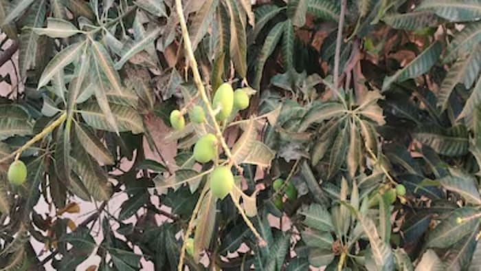 आम की खेती