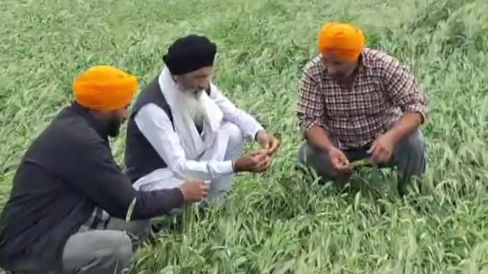 Punjab wheat crop damage
