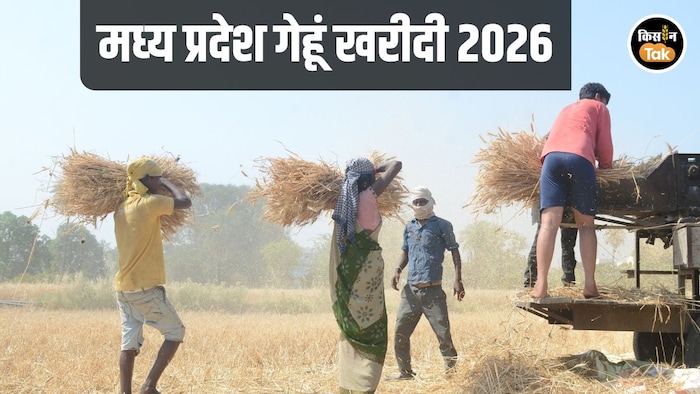 MP Wheat Procurement Date Announced