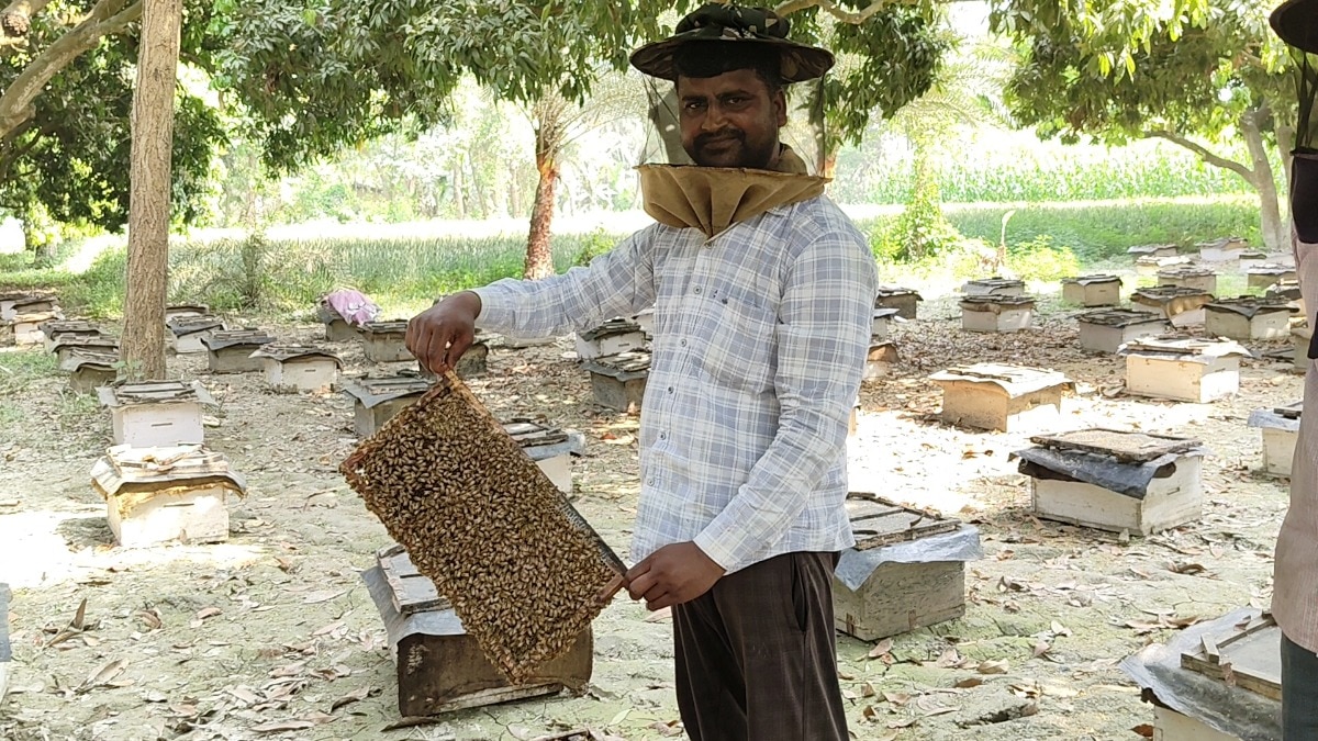 Muzaffarpur litchi honey