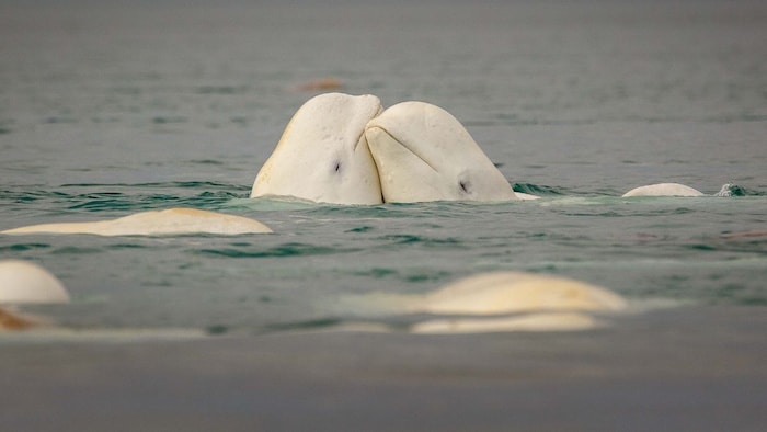 Beluga whales, the original "canaries of the sea", are singing a new song about romance and genetic survival in Alaska. (Photo: Getty)