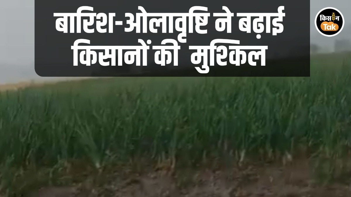 Onion Crop Loss Fear