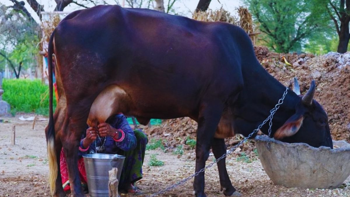 दूध उत्पादन बढ़ाएगा ये घास