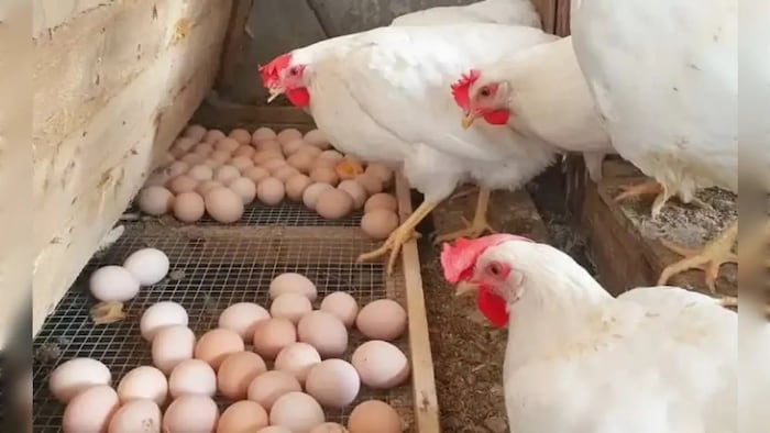 Poultry Business
