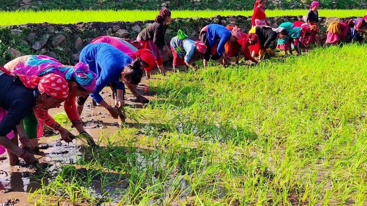 धान किसानों को मिली राहत