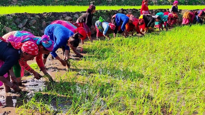 धान किसानों को मिली राहत