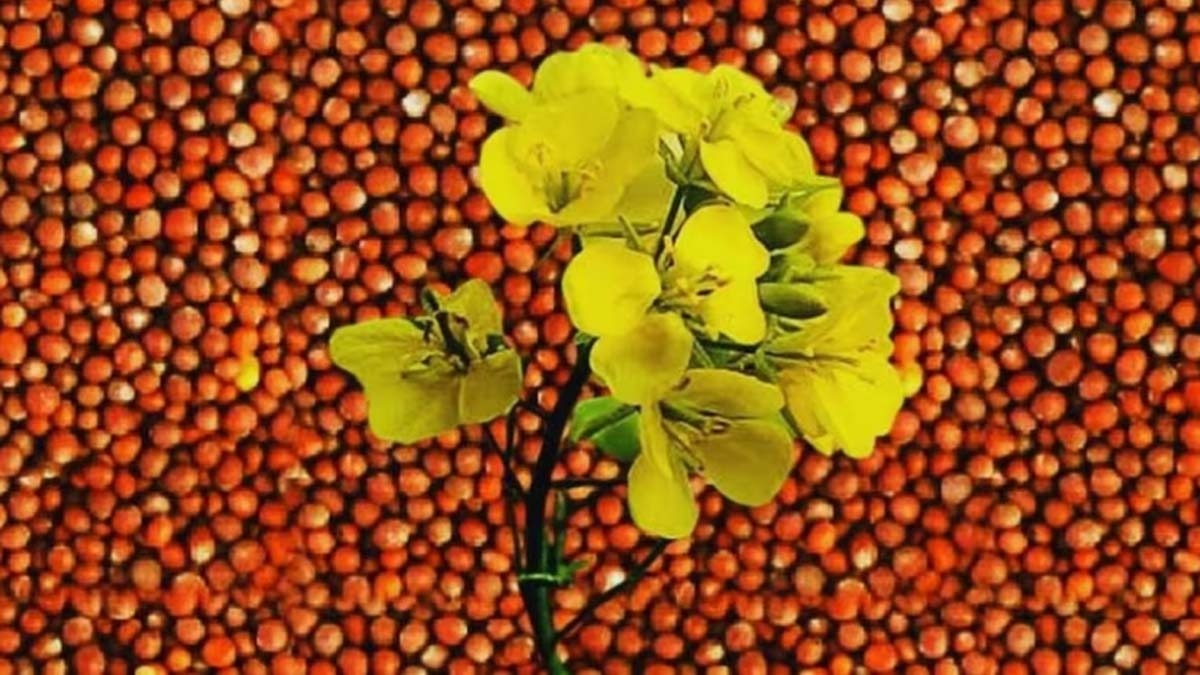 Gujarat Government to purchase chickpea mustard Crops on MSP
