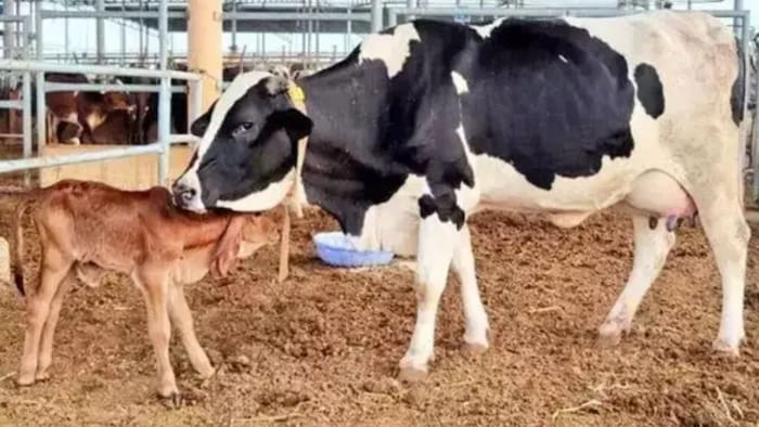 गिर गाय एम्ब्रियो ट्रांसफर