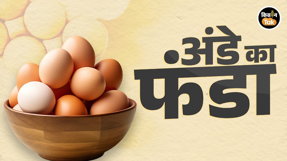 Egg Production: बढ़ रही अंडे खाने की रफ्तार, जानें 5 अंडों से कहां आ गया आंकड़ा Egg Production: बढ़ रही अंडे खाने की रफ्तार, जानें 5 अंडों से कहां आ गया आंकड़ा