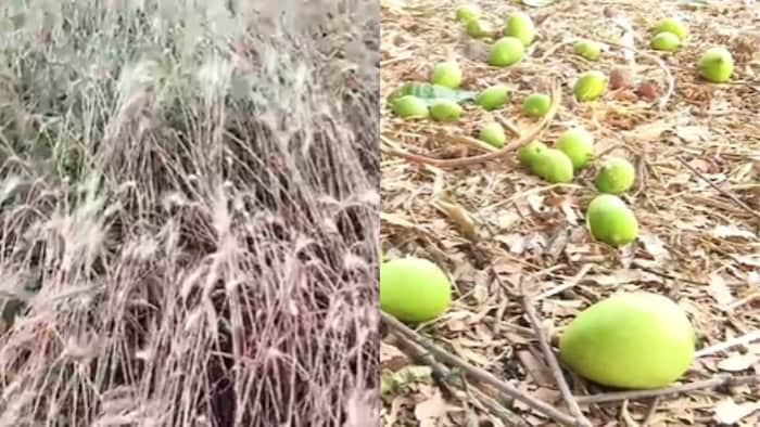 अकोला-अमरावती में ओलावृष्टि का कहर