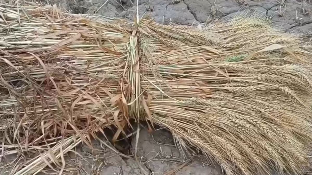 गेहूं समेत कई फसलें बर्बाद