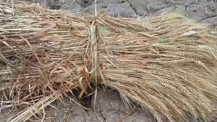 गेहूं समेत कई फसलें बर्बाद