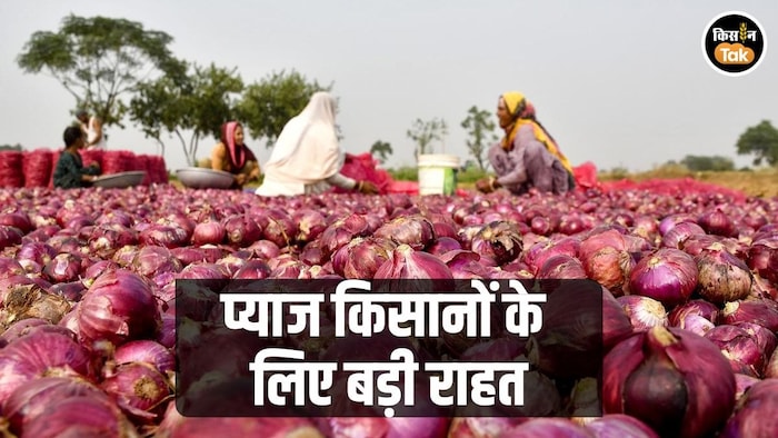 प्याज की फसल बर्बाद