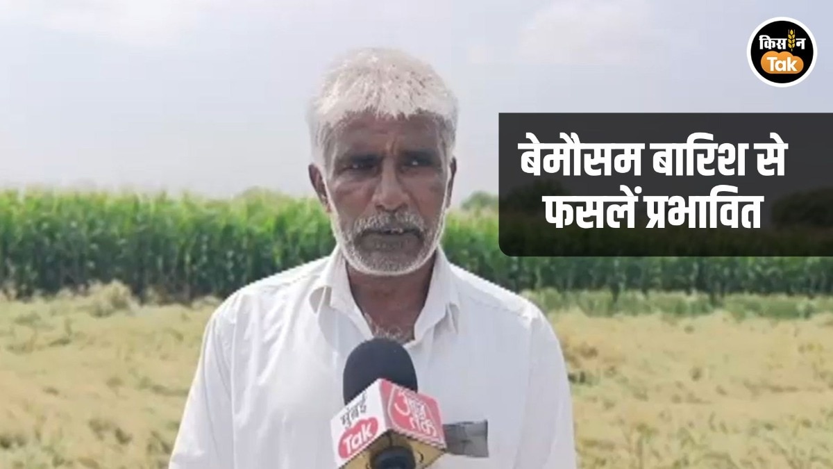Crop Damaged In Marathwara