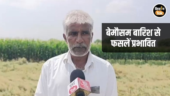 Crop Damaged In Marathwara