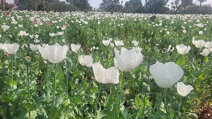अफीम की खेती.