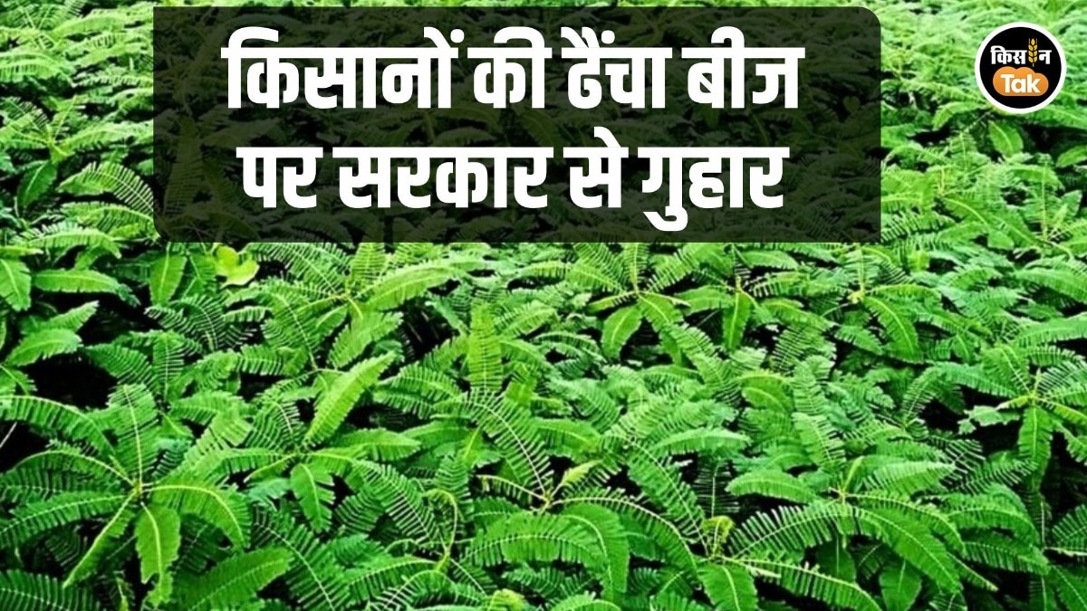 Dhaincha Farming Seeds Demand