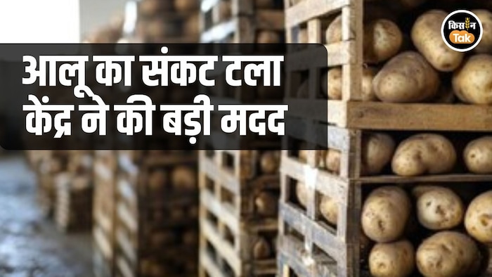 Potato Storage Ammonina Supply Issue Resolved