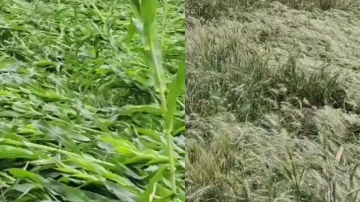 बारिश ने किसानों की तोड़ी कमर