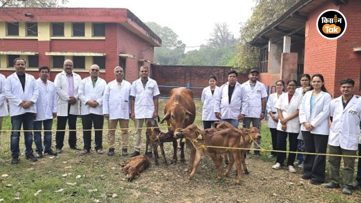 साहिवाल गाय का नया अवतार