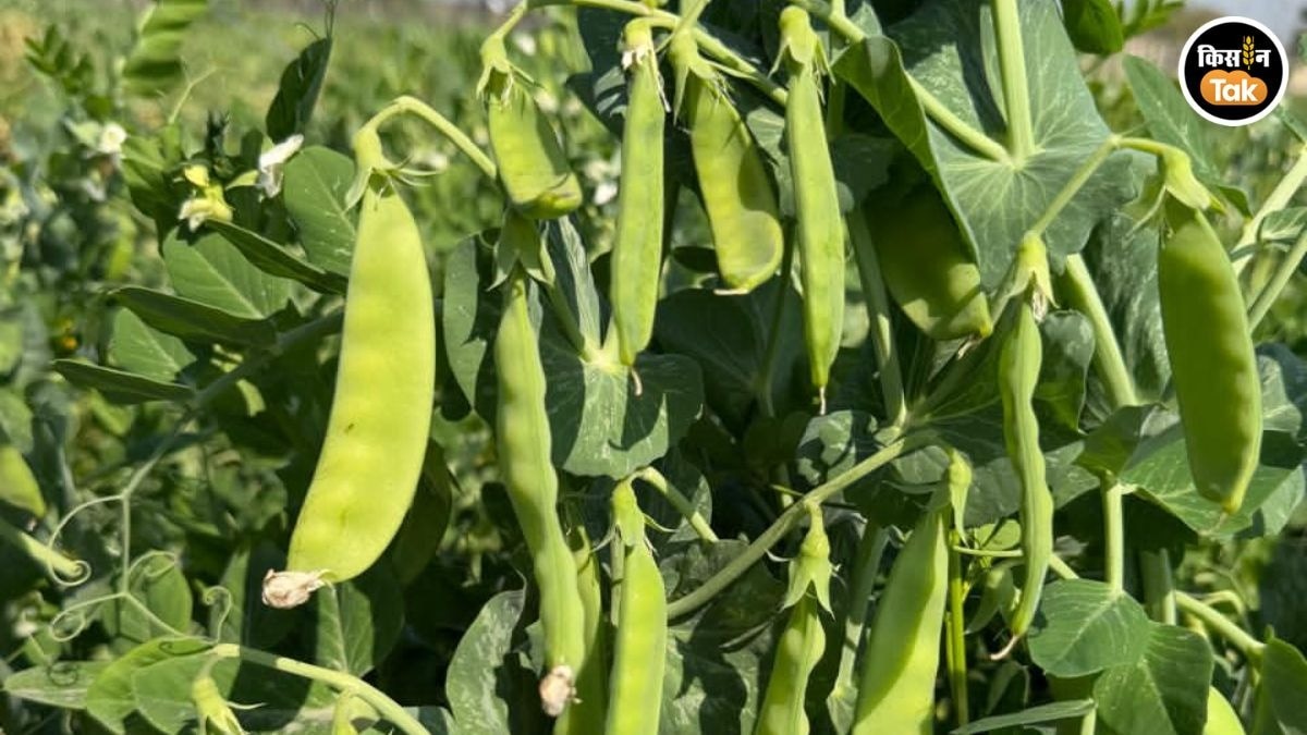 मटर की खेती