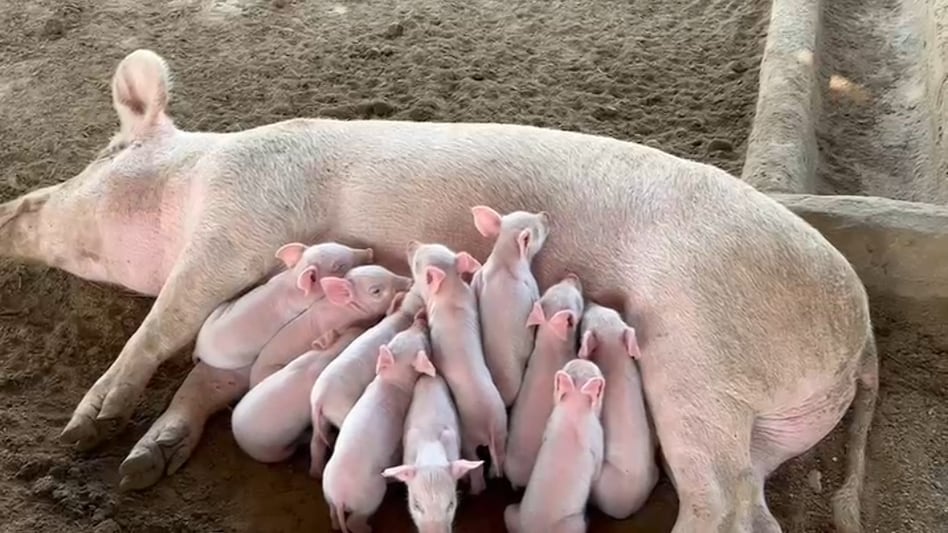 सूकर पालन से चमकी किस्मत: 6 महीने में दोगुनी कमाई, 5 साल में खड़ा किया बड़ा कारोबार सूकर पालन से चमकी किस्मत: 6 महीने में दोगुनी कमाई, 5 साल में खड़ा किया बड़ा कारोबार