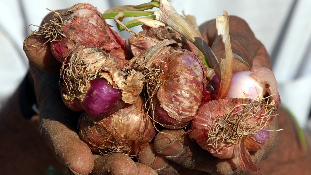 Maharashtra onion farmer