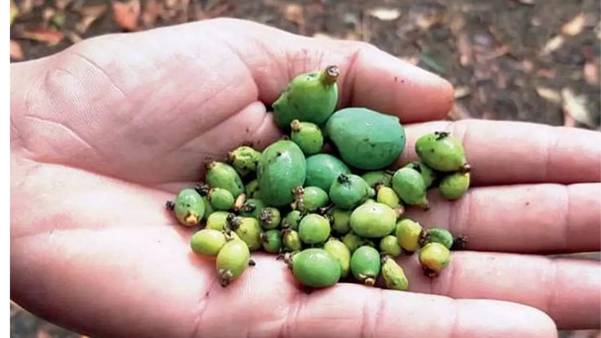 असमय फल की गिरने की समस्या 