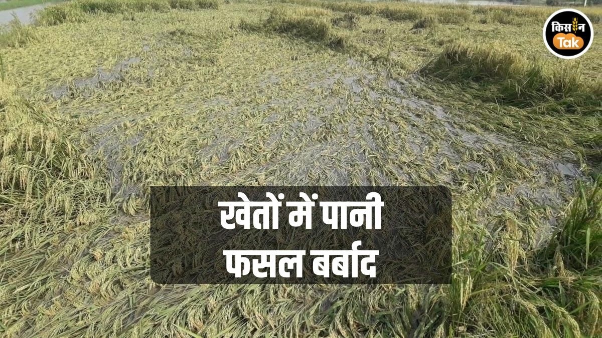 ओलावृष्टि से धान की फसल चौपट