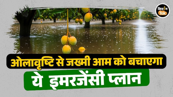 एक्सपर्ट का यह प्लान बचाएगा आम की फसल