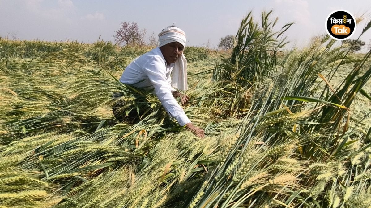 बारिश से गेहूं की फसल बर्बाद