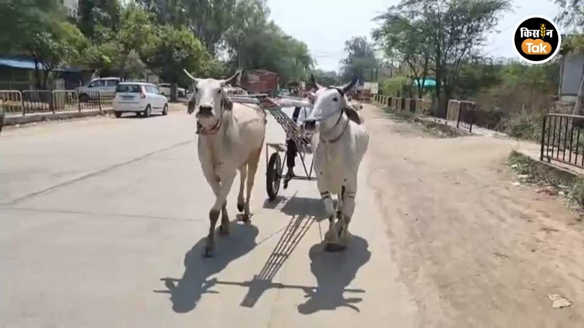 झांसी बैलगाड़ी दौड़ की तैयारी शुरू