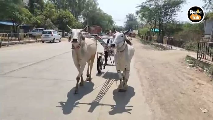 झांसी बैलगाड़ी दौड़ की तैयारी शुरू