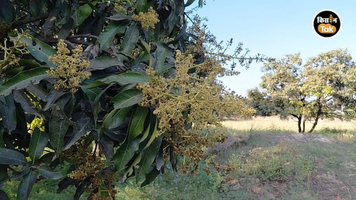 बेमौसम बारिश और घटती आम की पैदावार