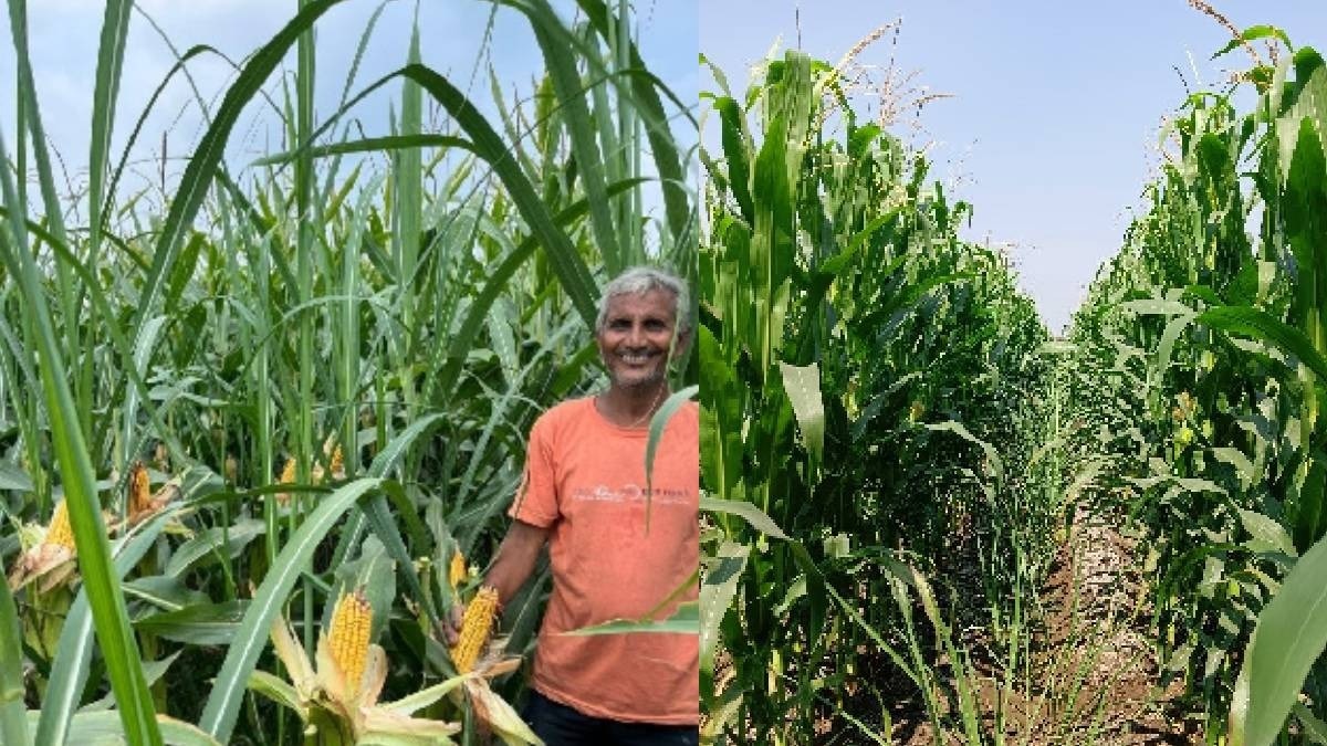 Sugarcane Maize Intercropping