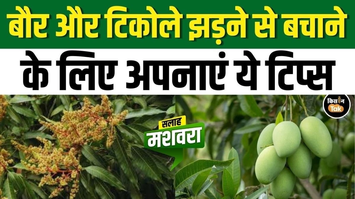 आम की फसल