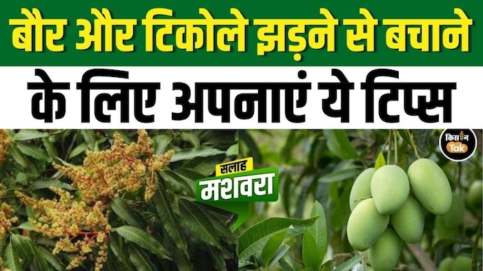 आम की फसल