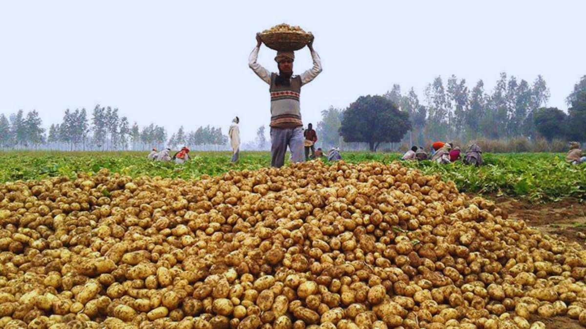 Potato Farmers Issue West Bengal