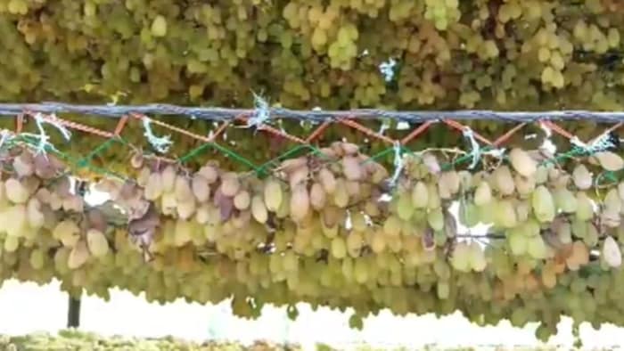 अंगूर की फसल